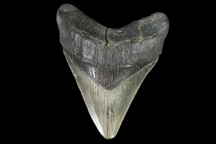 Fossil Megalodon Tooth - South Carolina #93536
